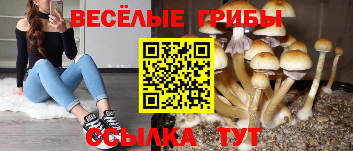Щёлково  Псилоцибиновые грибы GOLDEN TEACHER  Вход с VPN 